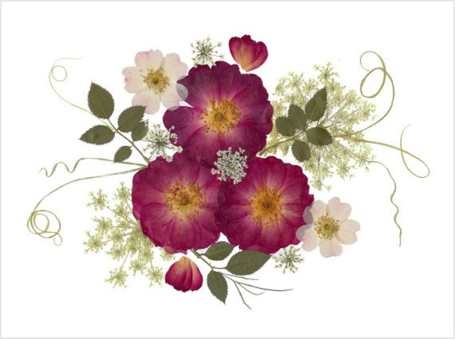 Roses - Pressed Flower Cards - Set of 6 Printed Notecards - #083 - Etsy