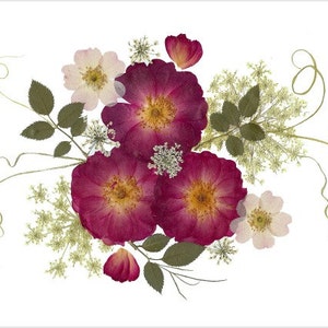 Roses - Cartes de fleurs pressées - Ensemble de 6 cartes à notes imprimées - #083