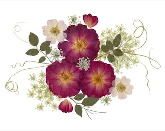 Rosen - gepresste Blumenkarten - Set von 6 gedruckten Notecards - #083
