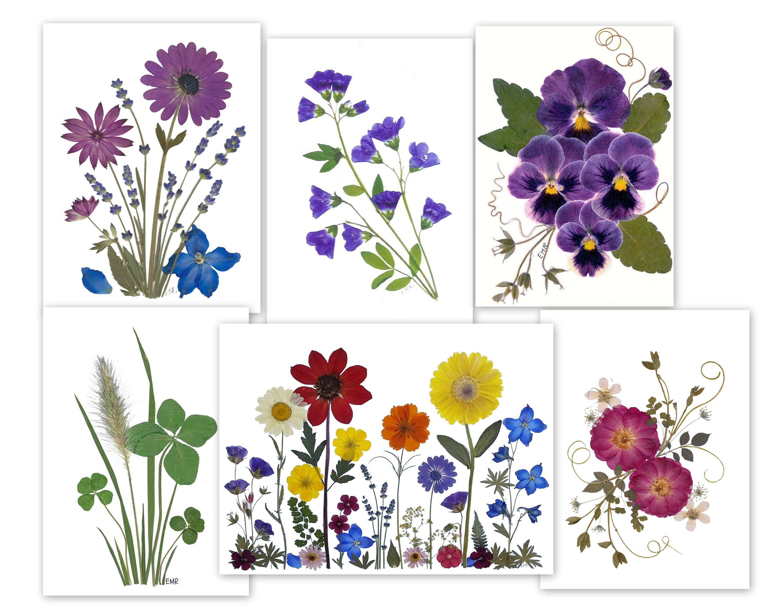 Set of 6 Pressed Flower Cards - Printed Notecards - Best Seller #114 - Etsy