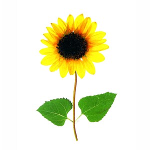 Cartes tournesol - Ensemble de 6 cartes de fleurs pressées - Cartes de notes vierges - #120