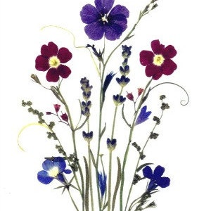6 Pressed Flower Cards - Set of 6 Printed Notecards - Thank You ...