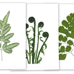 Fougères - 6 cartes imprimées fougères - cartes fleurs pressées - cartes pliées - # 100