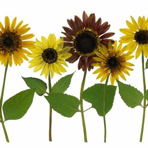 Lot de 6 cartes imprimées fleurs pressées - Cartes pour notes Tournesols - #091