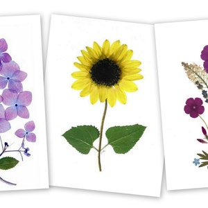 Tarjetas de flores prensadas, juego de 6 tarjetas de notas impresas, Regalo para ella, Hortensia, Girasol, Cosmos #003