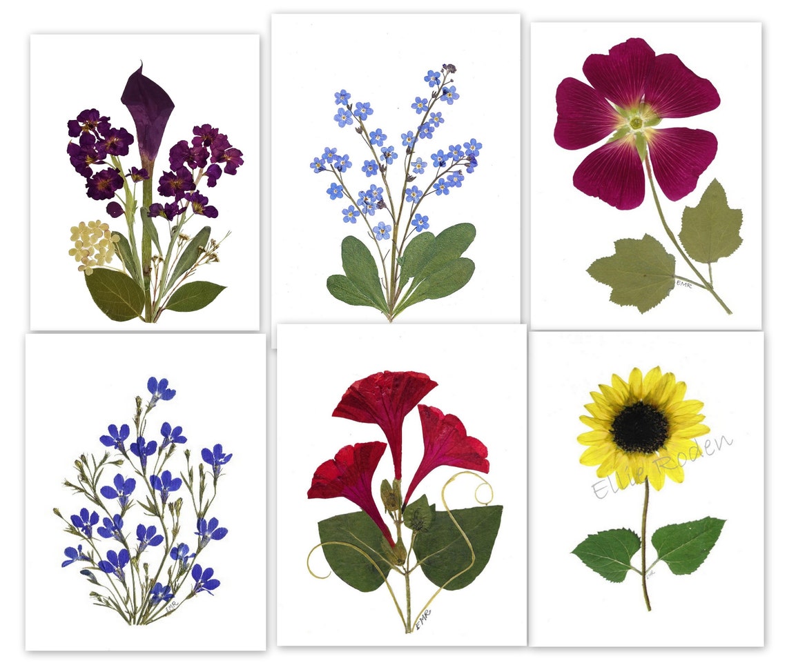 Set of 6 Pressed Flower Cards - Printed Notecards - Stationery Set ...