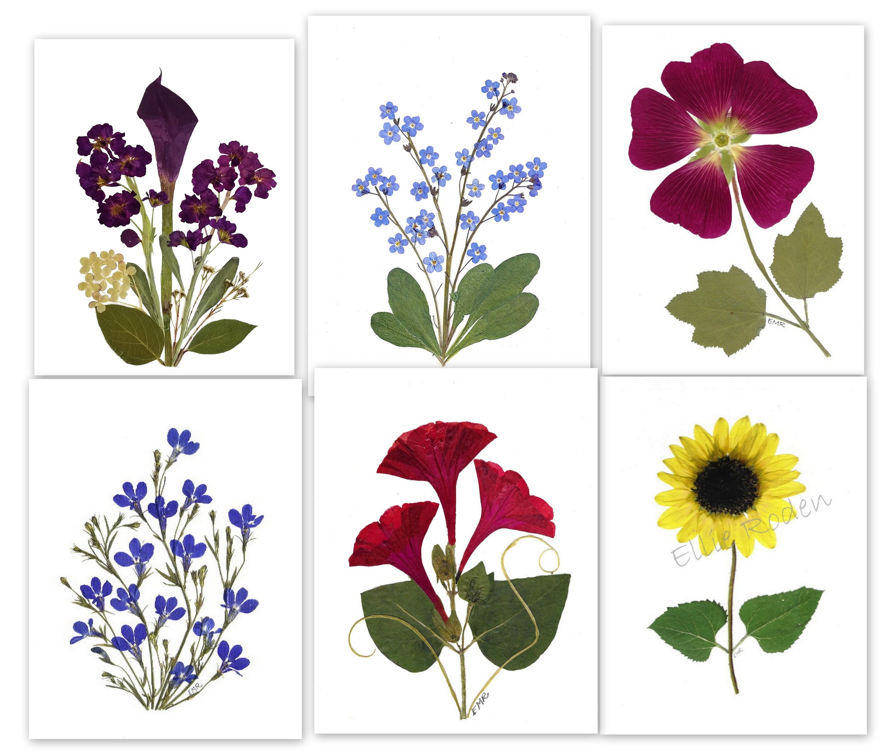 Set of 6 Pressed Flower Cards Printed Notecards Stationery Etsy