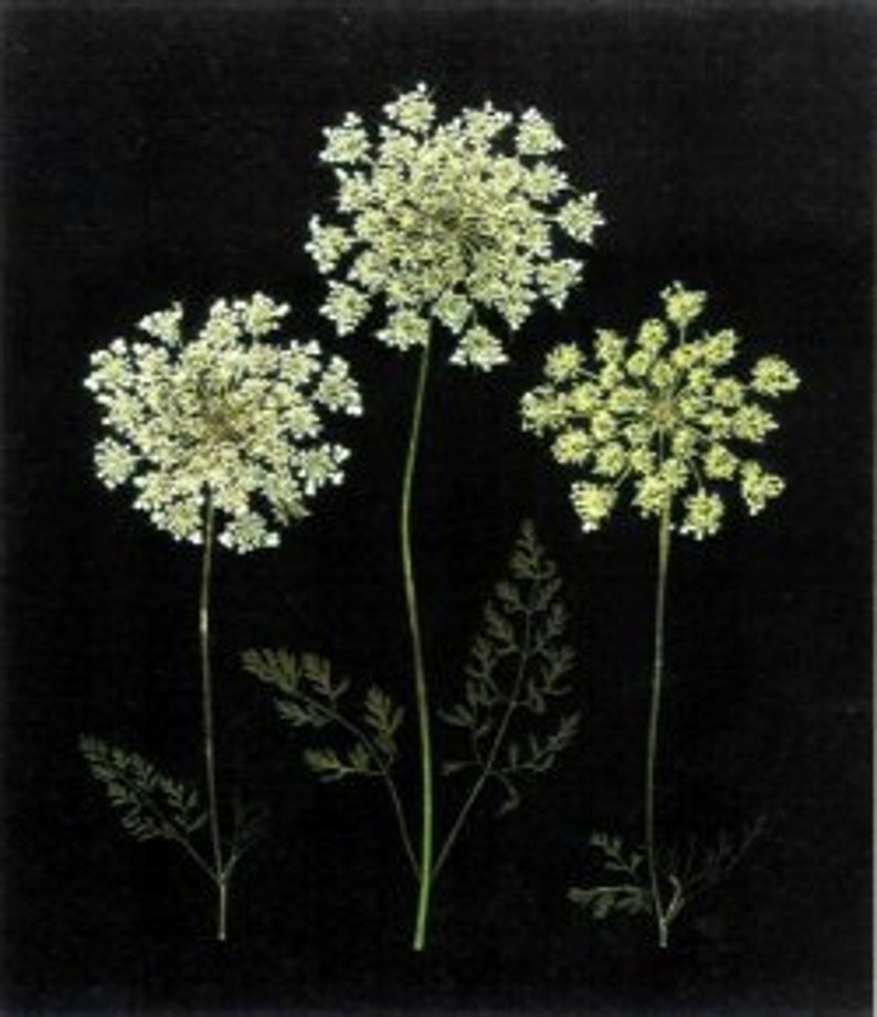 Pressed Flower Cards - Set of 6 Printed Notecards - Blank Stationery ...