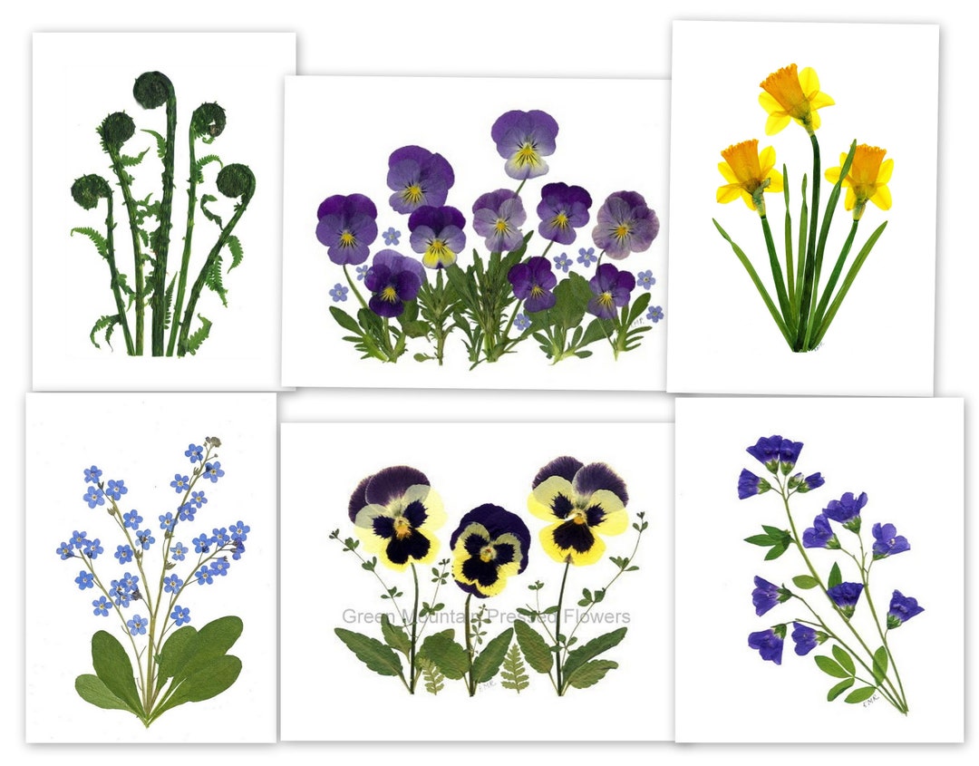 6 Spring Flowers - Printed Pressed Flower Cards - Set of 6 Folded ...