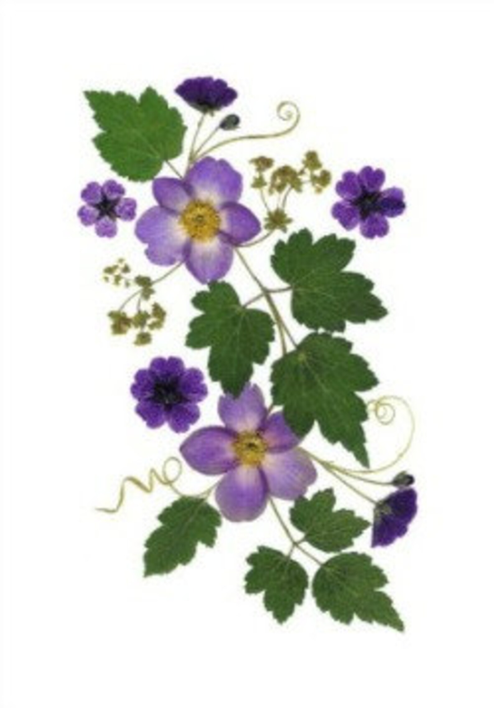 6 Pressed Flower Cards - Set of 6 Printed Notecards - Gift for Mom ...