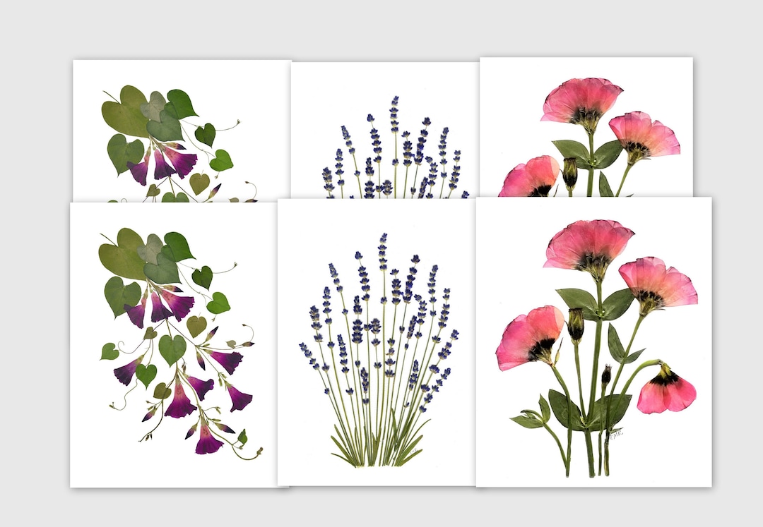 Pressed Flower Notecards, Set of 6 Printed Cards, Thank You Notes ...