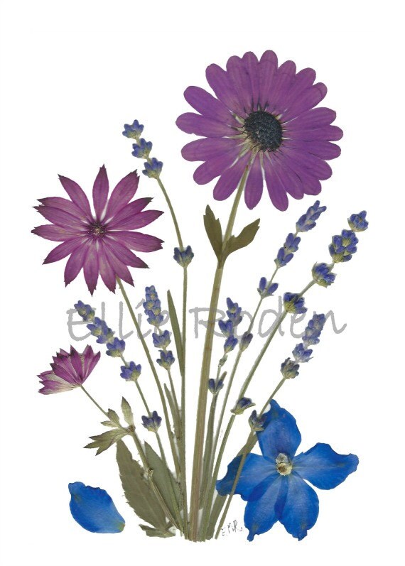 6 Pressed Flower Cards - Set of 6 Printed Notecards - Thank You ...