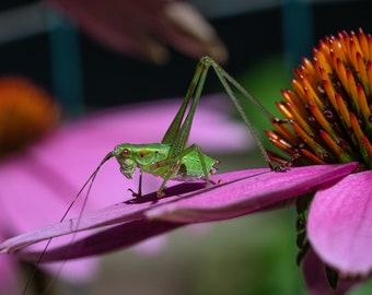 Katydid 11x14