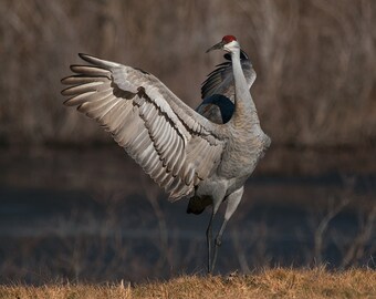 Sandhill Crane 5x7