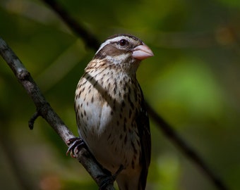 Female Rose-breasted Grosbeak 11x14