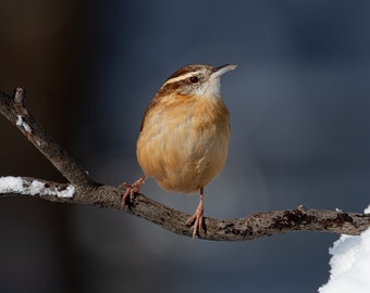 Carolina Wren 16x20