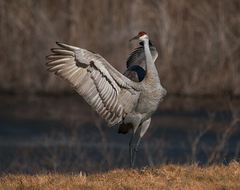 Sandhill Crane 11x14