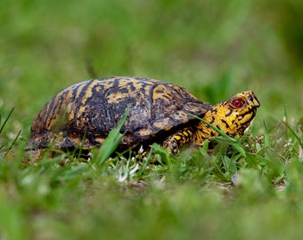 Eastern Box Turtle 5x7