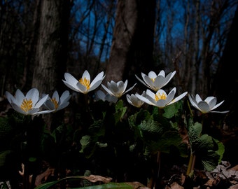 Bloodroot 5x7