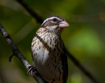 Female Rose-breasted Grosbeak 5x7