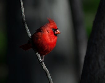 Northern Cardinal 5x7