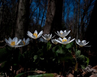 Bloodroot 11x14