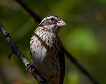 Female Rose-breasted Grosbeak 16x20