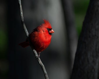 Northern Cardinal 16x20