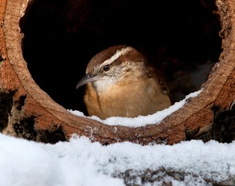 Carolina Wren 16x20