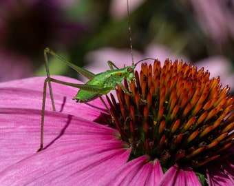 Katydid 16x20