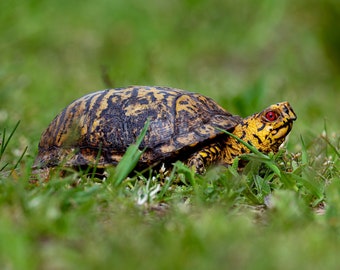 Eastern Box Turtle 11x14