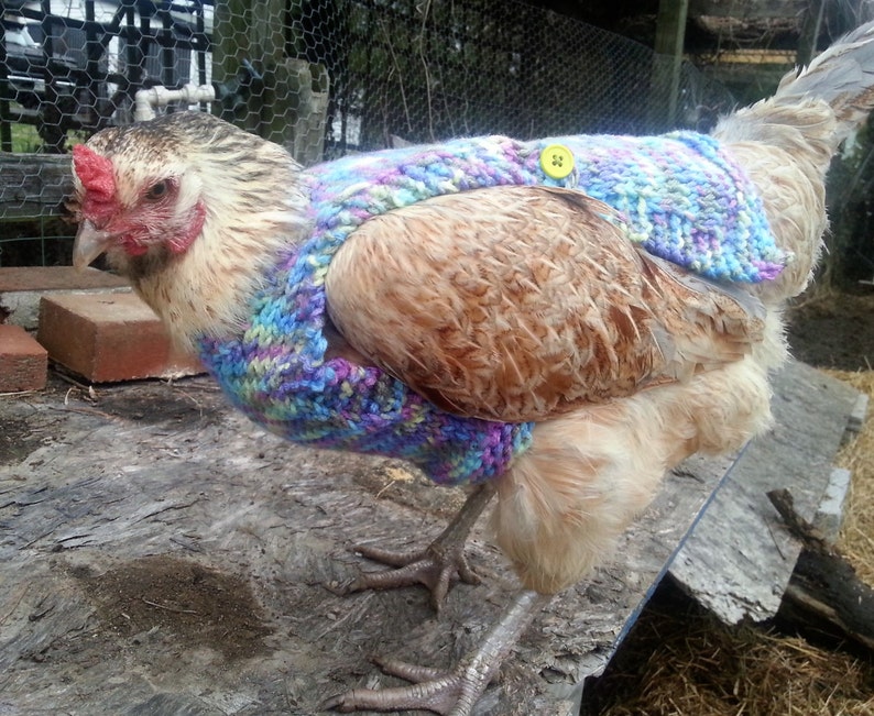 Suéteres de pollo de punto peso medio Ropa de gallina Accesorios para aves de corral Jersey para animales pequeños Hecho a mano imagen 3