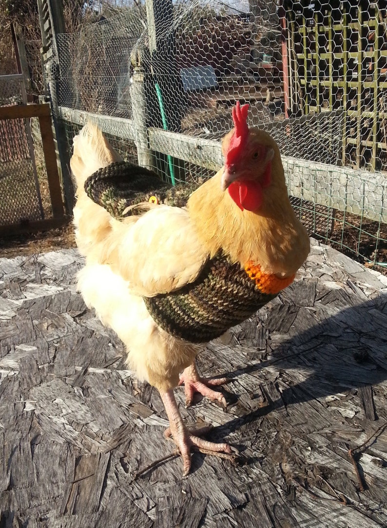 Suéteres de pollo de punto peso medio Ropa de gallina Accesorios para aves de corral Jersey para animales pequeños Hecho a mano imagen 4