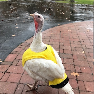 Suéteres de pollo de punto peso medio Ropa de gallina Accesorios para aves de corral Jersey para animales pequeños Hecho a mano imagen 2