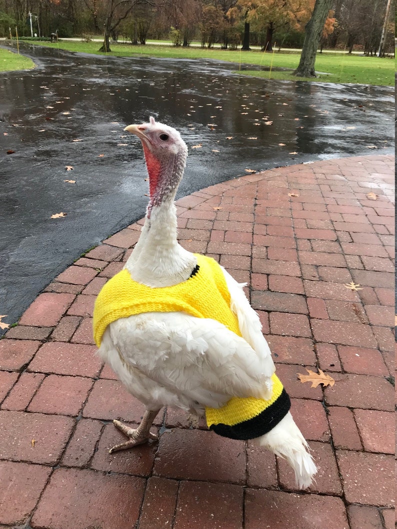 Suéteres de pollo de punto peso medio Ropa de gallina Accesorios para aves de corral Jersey para animales pequeños Hecho a mano imagen 2