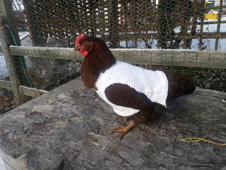 Suéteres de pollo de punto peso medio Ropa de gallina Accesorios para aves de corral Jersey para animales pequeños Hecho a mano imagen 1