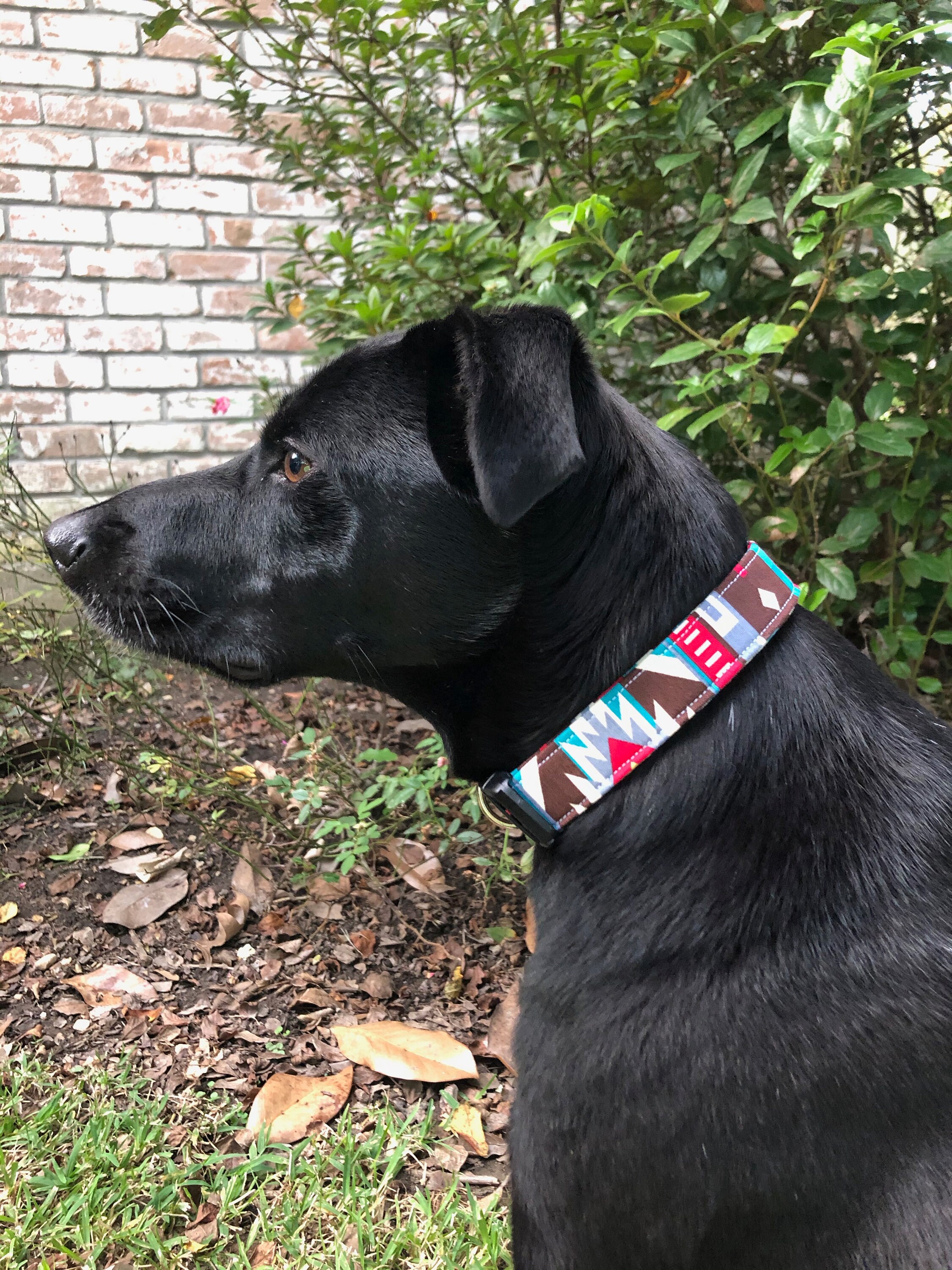 cat collars for sale