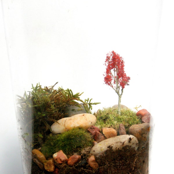 A Maple Staple....Miniature Tree Terrarium Accessory Mini Maple Bonsai Red Tree Autumn Terrarium Accessory Terrarium Zen Miniature Garden