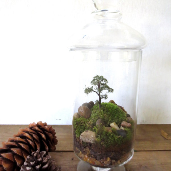 Long Ago and Far Away....Terrarium, Vibrant Moss Terrarium Indoor Garden Apartment Garden Live Moss Terrarium Miniature Landscape