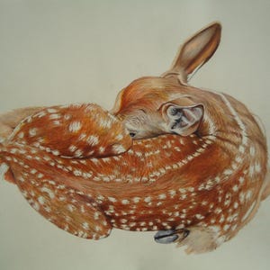 Baby Deer art, Nature artwork, Original art, Deer drawing, Fawn art, Nature gift, Deer decor, Original Drawing, Birthday gift, Artwork gift