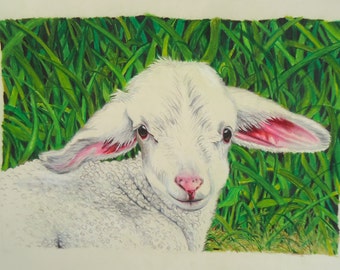 Baby Lamb art, Young Lamb drawing, Colored pencil art, Original art, Hand made drawing, Animal art, Original wall art, Original Animal art