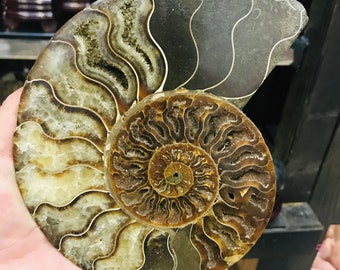 Nautilus Fossil Etsy Nautilus Fossil Etsy
