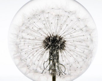 Dandelion Paperweight (No bottom label) - Made from a real dandelion seed puff! (No bottom label) Dandelion card and envelope included