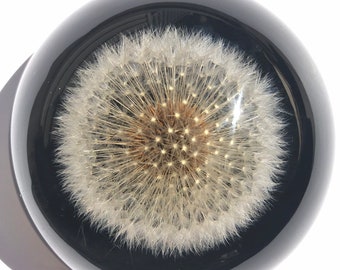 Dandelion Paperweight (Dome Shape) - Made from a real dandelion seed puff! Dandelion card and envelope included