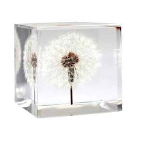 Valentines Day Dandelion Paperweight Heart / Unique Anniversary Gift Dandelion card and envelope included 2.25 Inch - Cube