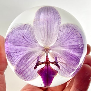 Pesos de papel de erva daninha ou flor - Feitos de sementes de dente-de-leão e orquídeas reais! Cartão de dente-de-leão | Envelopes de cartão de orquídea incluídos