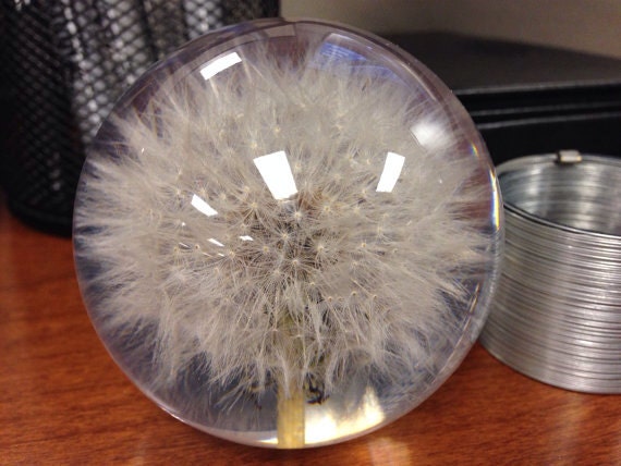 Weed or floral paperweights - made from real dandelion seed puffs and orchids!