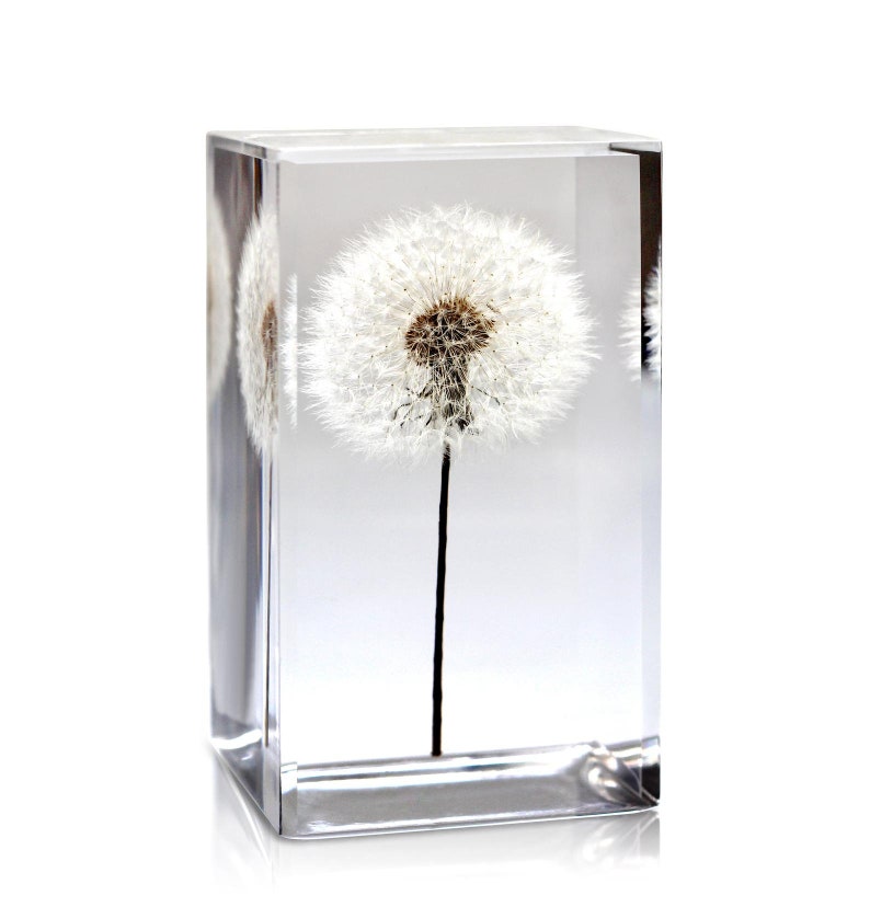 Valentines Day Dandelion Paperweight Heart / Unique Anniversary Gift Dandelion card and envelope included 4 Inch - Tall Cube