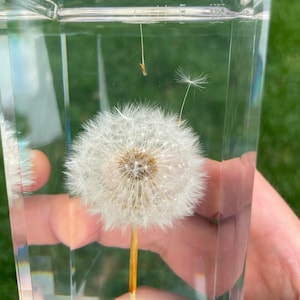Floating Seed Dandelion Paperweight Cube - Hergestellt aus einer echten Löwenzahnsamenquaste! Pusteblumen Karte und Umschlag inklusive