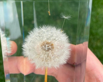 Floating Seed Dandelion Paperweight Cube - Made from a real dandelion seed puff! Dandelion card and envelope included